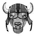 Buffalo, bison, ox Hipster animal wearing motorycle helmet. Image for kindergarten children clothing, kids. T-shirt