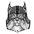Trot, bobcat, lynx Hipster animal wearing motorycle helmet. Image for kindergarten children clothing, kids. T-shirt