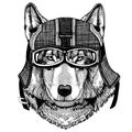 Wild wolf, dog Hipster animal wearing motorycle helmet. Image for kindergarten children clothing, kids. T-shirt, tattoo