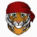 Baby tiger, small little tiger for children. Animal wearing pirate headdress. Sailor portrait.