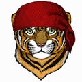 Baby tiger, small little tiger for children. Animal wearing pirate headdress. Sailor portrait.