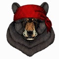 Bear wild animal face. Animal wearing pirate headdress. Sailor portrait.