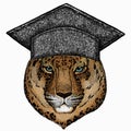 Leopard head. Wild cat. Square academic cap, graduate cap, cap, mortarboard. Animal for african safari logo emblem. Royalty Free Stock Photo