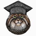 Pallass cat. Square academic cap, graduate cap, cap, mortarboard. Vector portrait, wild cat head, wild cat face. Royalty Free Stock Photo