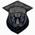 Black panther. Square academic cap, graduate cap, cap, mortarboard. Wild cat portrait. Royalty Free Stock Photo