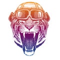 Wild tiger wearing vintage aviator leather helmet. Image in retro style. Flying club or motorcycle biker emblem. Vector