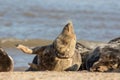 Animal welfare. Suffering seal choked by plastic polution fishing line