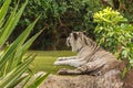 White tiger in a zoo in good Animal welfare in a zoo. White tiger in a zoo in good condition Royalty Free Stock Photo