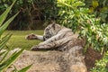 White tiger in a zoo in good Animal welfare in a zoo. White tiger in a zoo in good condition Royalty Free Stock Photo