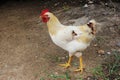 Animal. white bantam. White Chicken Looking Out Of The Barn