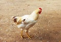 Animal. white bantam. White Chicken Looking Out Of The Barn