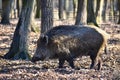 Animal - wild boar in the wild. With a bird on his back. funny photos.