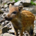 Animal - wild boar in the wild. Young bear playing in nature-forest. Sus scrofa Royalty Free Stock Photo