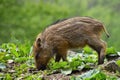 Animal - wild boar in the wild. Young bear playing in nature-forest. Sus scrofa Royalty Free Stock Photo