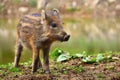 Animal - wild boar in the wild. Young bears playing in nature. Sus scrofa