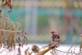 A group of house sparrow birds sitting on the dead tree branch with dried leaves and white green nature background Royalty Free Stock Photo