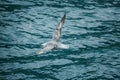 Animal bird wild spitsbergen svalbard arctic seagull