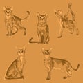 Animal Wildlife Abyssinian Cat Overlapping Vector Style Set