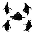 Animal Wildlife Adelie Penguin Silhouette Set Ver2 Royalty Free Stock Photo