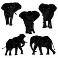 Animal Wildlife African Bush Elephant Silhouette Set Ver2 Royalty Free Stock Photo