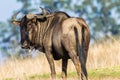 Animal Wildlife Bull Blue Wildebeest Royalty Free Stock Photo