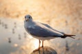 Animal and Wildlife, Close-Up Shot of Seagull Bird Against Sea Shore at Sunset., Grey Sea Gull Bird is Standing on Barrier Handrai