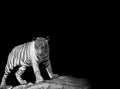 Animal wildlife concept. Black & White Beautiful tiger