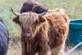Animal or wildlife concept. View of the beautiful brown hairy Highland cattle cow standing in the grass
