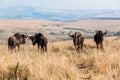 Animal Wildlife Four Blue Wildebeest Royalty Free Stock Photo