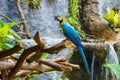 Animal,Wildlife,Macaw Parrot,Macaw, Parrot. Royalty Free Stock Photo