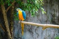 Animal,Wildlife,Macaw Parrot,Macaw, Parrot. Royalty Free Stock Photo