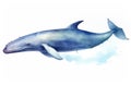 Animal wildlife ocean sea whale watercolor background fish Royalty Free Stock Photo