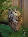 Indian eagle-owl Royalty Free Stock Photo