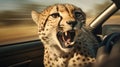 Animal wildlife predator safari mammal feline africa nature leopard wild cat