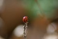 Red ladybug climbing on a stick in the grass, insect in the ground, selective focus, nature outdoors, flora and fauna