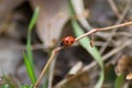 Red ladybug climbing on a stick in the grass, insect in the ground, selective focus, nature outdoors, flora and fauna