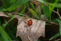 Red ladybug on dried autumn leaf in the grass, insect in the ground, selective focus, nature outdoors, flora and fauna