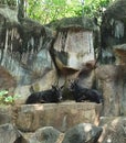 Two Sumantran Serow Sitting on The Cliff