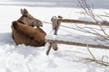 Animal wildlife. Young moose lies in the snow next to a wooden bench