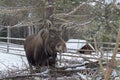 Animal wildlife. young moose in a Russian village eats dry branches. Winter