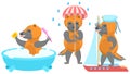Animal Wolverines Washes In The Bath, With An Umbrella In The Rain, Sailing On A Ship Royalty Free Stock Photo