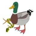 Animal world icon isometric vector. Colorful wild duck drake near tree python