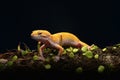 Leopard Gecko on Smiley Royalty Free Stock Photo