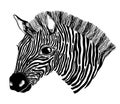 Animal zebra black and white head. Black color graphic in white background .For print on a T-shirt, a picture in the nursery and