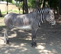 Animal zebra park