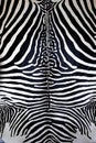 Animal zebra skin black and white fur stripes Royalty Free Stock Photo