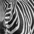 Animal zebre portrait Royalty Free Stock Photo