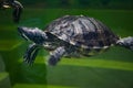 Animal in zoo aquarium. Chinese box turtle in zoo park. Wildlife and fauna. Tortoise reptile. Underwater life. Sea ocean Royalty Free Stock Photo