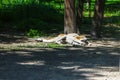 The animal in the zoo is basking in the sun Royalty Free Stock Photo