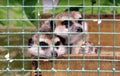 Two sad meerkats are sitting in a cage in a contact zoo
